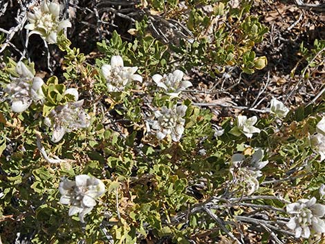 Mojave Sage (Salvia mohavensis)