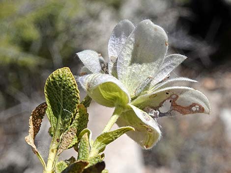 Mojave Sage (Salvia mohavensis)