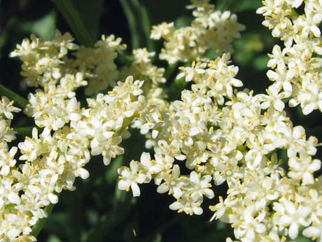 Blue Elderberry (Sambucus nigra)