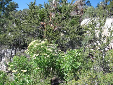 Blue Elderberry (Sambucus nigra)