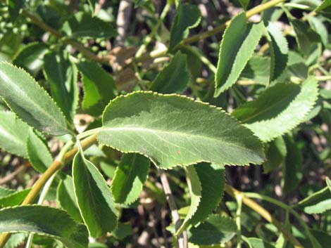 Blue Elderberry (Sambucus nigra)