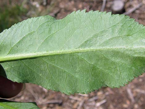 Blue Elderberry (Sambucus nigra)