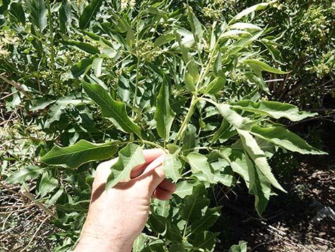 Blue Elderberry (Sambucus nigra)