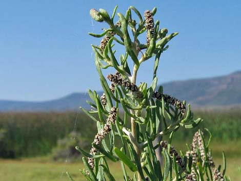 Greasewood (Sarcobatus vermiculatus)