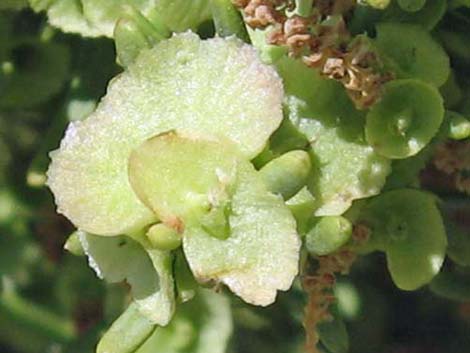 Greasewood (Sarcobatus vermiculatus)