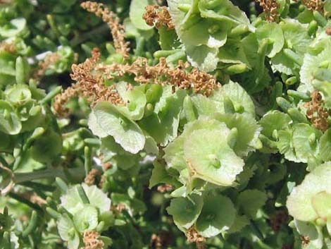 Greasewood (Sarcobatus vermiculatus)