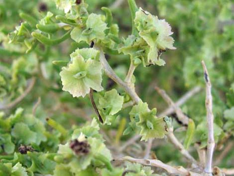 Greasewood (Sarcobatus vermiculatus)