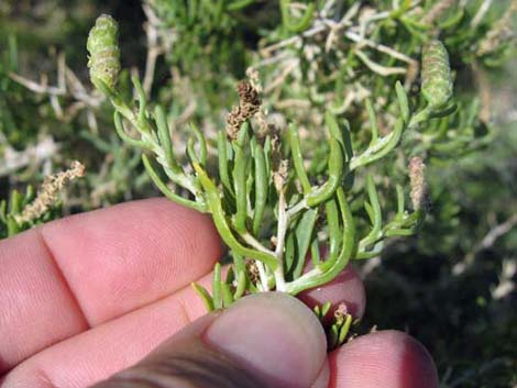 Greasewood (Sarcobatus vermiculatus)