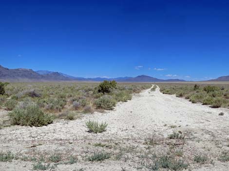 Greasewood (Sarcobatus vermiculatus)