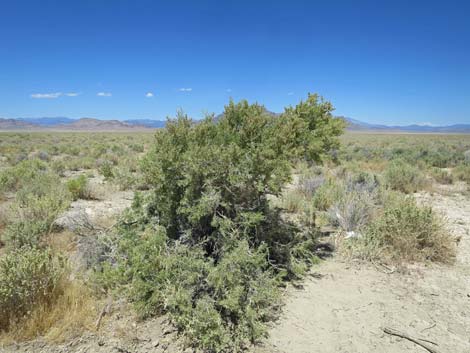 Greasewood (Sarcobatus vermiculatus)