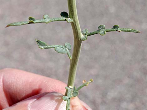 Desert Senna (Senna armata)