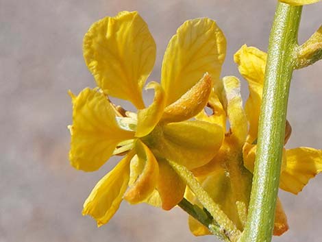 Desert Senna (Senna armata)