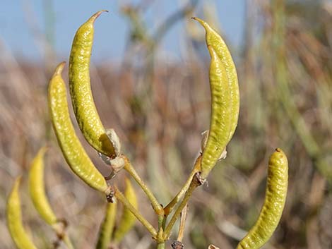 Desert Senna (Senna armata)