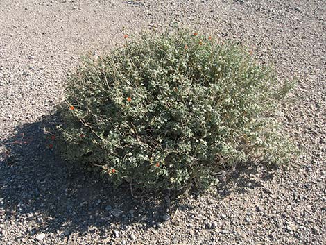 Desert Globemallow (Sphaeralcea ambigua)