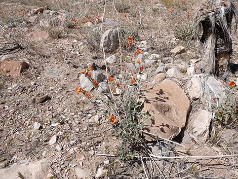 Desert Globemallow (Sphaeralcea ambigua)