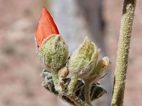 Desert Globemallow (Sphaeralcea ambigua)