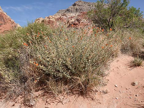 Desert Globemallow (Sphaeralcea ambigua)