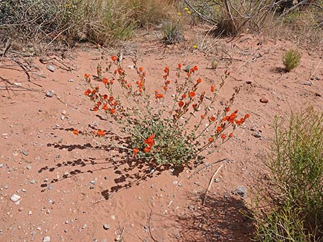 Desert Globemallow (Sphaeralcea ambigua)