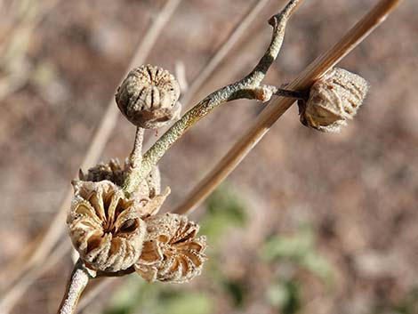 Desert Globemallow (Sphaeralcea ambigua)