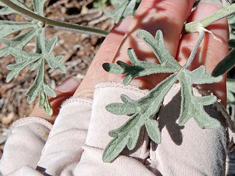 Gooseberryleaf Globemallow (Sphaeralcea grossulariifolia)