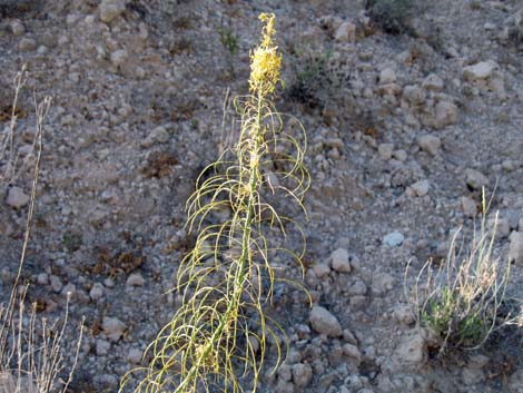 Desert Princesplume (Stanleya pinnata)