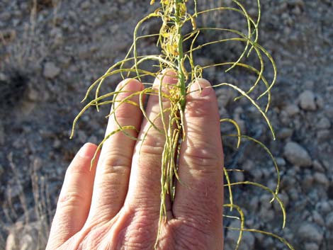 Desert Princesplume (Stanleya pinnata)