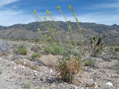 Desert Princesplume (Stanleya pinnata)