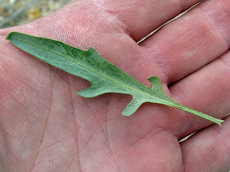 Desert Princesplume (Stanleya pinnata)