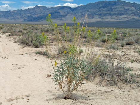 Desert Princesplume (Stanleya pinnata)