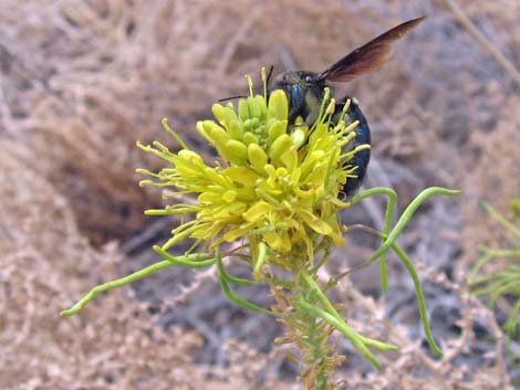 Desert Princesplume (Stanleya pinnata)