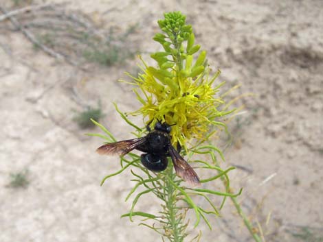 Desert Princesplume (Stanleya pinnata)