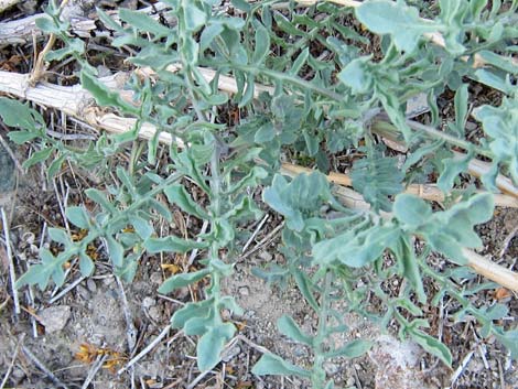 Desert Princesplume (Stanleya pinnata)