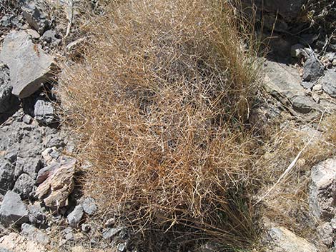 Brownplume Wirelettuce (Stephanomeria pauciflora)