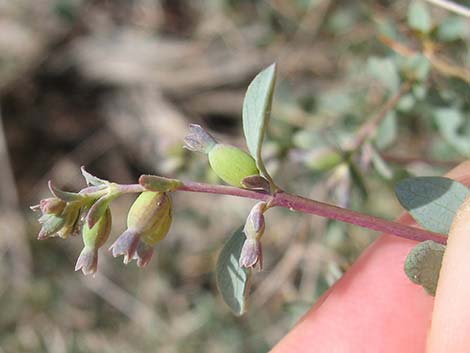 Desert Snowberry (Symphoricarpos longiflorus)