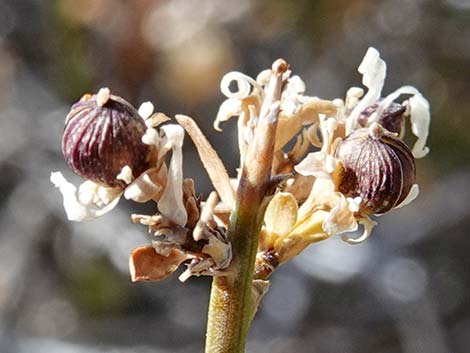 Desert Snowberry (Symphoricarpos longiflorus)