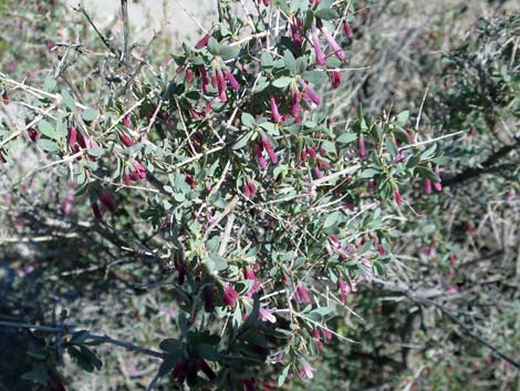 Desert Snowberry (Symphoricarpos longiflorus)