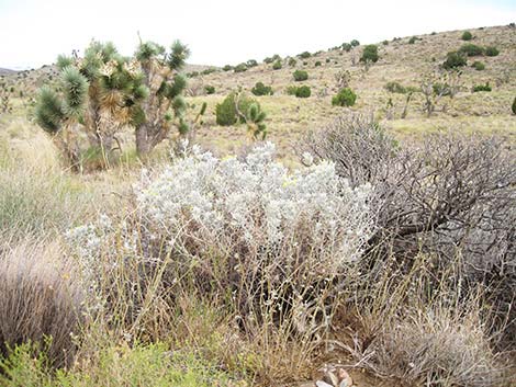 Mojave Cottonthorn (Tetradymia stenolepis)