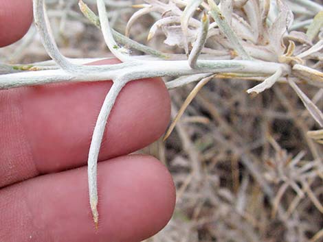 Mojave Cottonthorn (Tetradymia stenolepis)