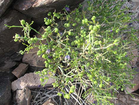 Turpentinebroom (Thamnosma montana)