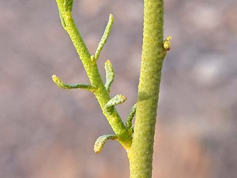 Turpentinebroom (Thamnosma montana)