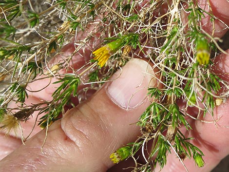 Dogweed Pricklyleaf (Thymophylla acerosa)