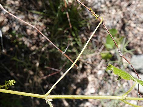 Canyon Grape (Vitis arizonica)