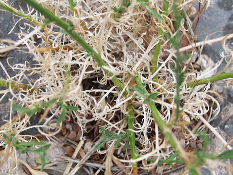 Spiny Goldenweed (Xanthisma spinulosum)