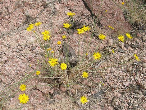 Spiny Goldenweed (Xanthisma spinulosum)