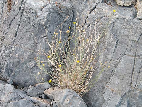 Spiny Goldenweed (Xanthisma spinulosum)