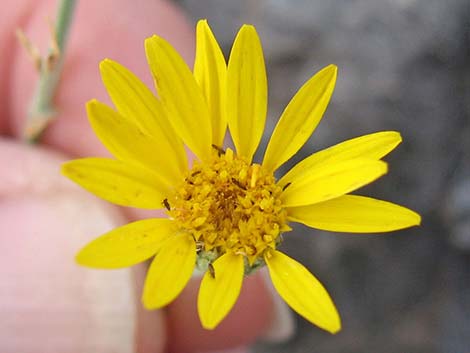 Spiny Goldenweed (Xanthisma spinulosum)