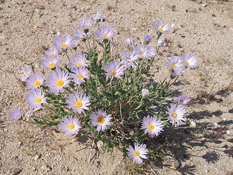 Desert Aster (Xylorhiza tortifolia)