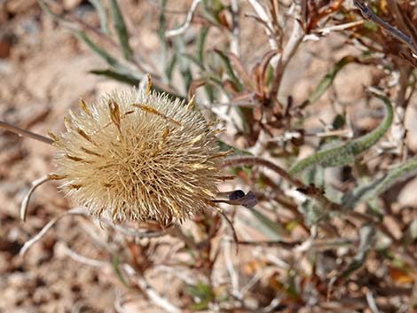 Desert Aster (Xylorhiza tortifolia)