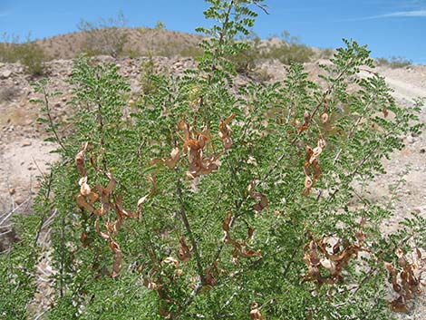 Catclaw Acacia (Acacia greggii)