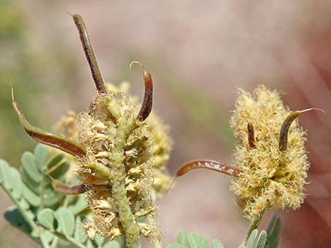 Catclaw Acacia (Acacia greggii)